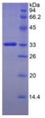 SDS-PAGE (FKBP10-1289H).jpg